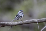 Black-and-white Warbler