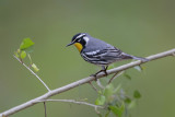 Yellow-throated Warbler