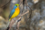 Orange-breasted Bunting