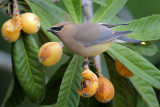 Cedar Waxwing