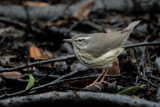 Louisiana Waterthrush