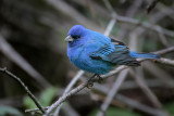 Indigo Bunting