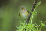 White-eyed Vireo