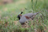 Gambels Quail