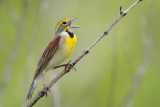 Dickcissel