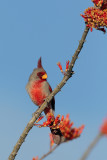 Pyrrhuloxia