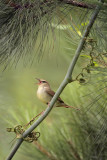 Swainsons Warbler