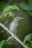 Red-eyed Vireo