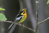 Blackburnian Warbler