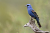 Blue Grosbeak