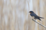 Barn Swallow