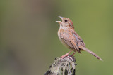 Bachmans Sparrow