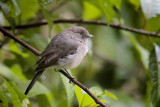 Abyssinian Slaty-Flycatcher