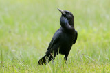 Cape Crow