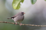 Brown-rumped Seedeater