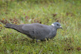 White-collared Pigeon
