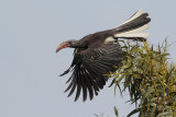 Hemprich's Hornbill