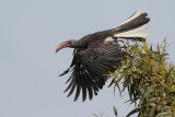 Hemprichs Hornbill