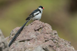 Pin-tailed Whydah