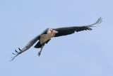 Marabou Stork