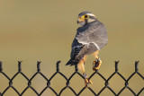 Aplomado Falcon