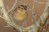 Grasshopper Sparrow