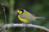 Hooded Warbler