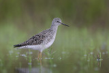 Lesser Yellowlegs