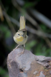 Common Yellowthroat