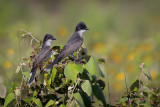 Eastern Kingbird