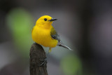 Prothonotary Warbler