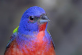 Painted Bunting