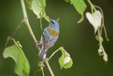 Northern Parula