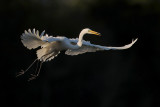 Great Egret