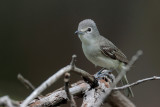 Plumbeous Vireo