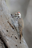 Arizona Woodpecker