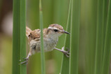 Wren-like Rushbird