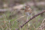 Grasshopper Sparrow