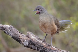 Plain Chachalaca