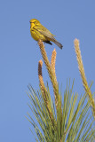 Prairie Warbler