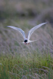 Arctic Tern