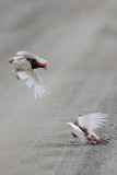 Willow Ptarmigan