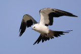 Swallow-tailed Kite