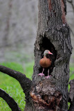 Black-bellied Whistling Duck