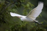 Cattle Egret