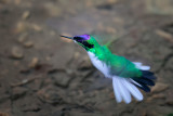 Purple-crowned Fairy