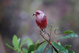 Pink-headed Warbler