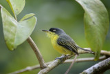 Common Tody-Flycatcher
