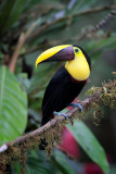 Yellow-throated Toucan
