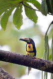 Collared Aracari